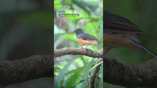 Watching birds in the rainforest at Cat Tien wildlife nature animals [upl. by Marketa197]