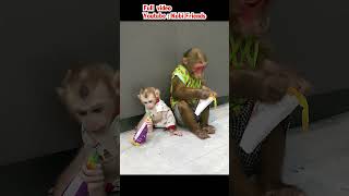 Baby monkey learns how to eat ice cream funny cute animals [upl. by Janka624]