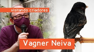 Visitando Criadores – Vagner Neiva do Criadouro Marvado pioneiro do canário ônix no Brasil [upl. by Yak]