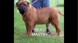 THE MASTER OF ALL BULLDOGS SAID AMERICAN BANDOG MASTIFFS amp WE KNOW THE INGREDIENTS IN BANDOGS [upl. by Lledrev]