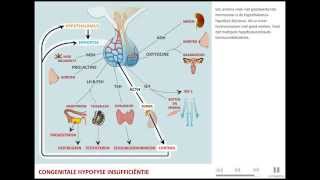 Hypofyseaandoeningen [upl. by Nosniv573]