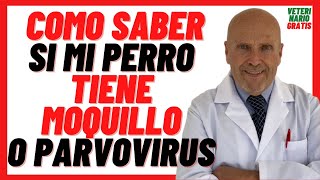 🔴 Cómo Saber si mi PERRO tiene MOQUILLO o PARVOVIRUS 🔴 Síntomas y Tratamiento en Perros CACHORROS [upl. by Ayala76]