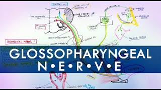 Glossopharyngeal Nerve  Cranial Nerve IX  Anatomy Tutorial [upl. by Ydnab]