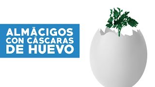 ¿Cómo hacer almácigos en cáscaras de huevo [upl. by Finlay120]