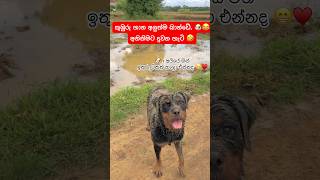 අන්තිම ටික තමා මරුම🤣Aki girl🐶💕 viralvideo shorts youtube dog pet funny comedy fyp [upl. by Leckie]