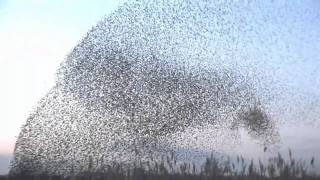 amazing starlings murmuration full HD [upl. by Edwina]