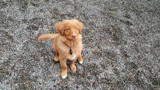 Training our Toller puppy [upl. by Lucic]