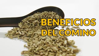 Beneficios del Comino [upl. by Bashemeth]