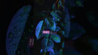 BAZZI  Paradise Short Lyrics foryou lyrics songlyrics music paradise bazzi [upl. by Punke18]