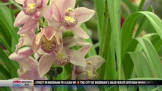 Gallatin Valley Mall hosts annual Orchid Show and Sale [upl. by Anialam]