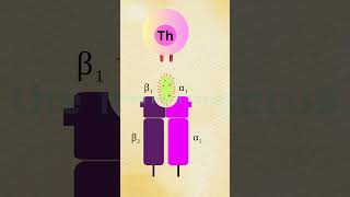 WHAT ARE MHC MOLECULES  MHC CLASS 1 AND MHC CLASS 2 immunology science animation shorts [upl. by Symons]