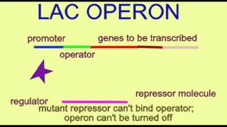 GENETICS 3 GENE REGULATION LAC OPERON MUTATIONS [upl. by Irv]