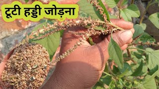 टूटी हड्डी जोड़ने वाली औषधि मिल गई Benefits of chaulai saag vanaspati [upl. by Isbella]