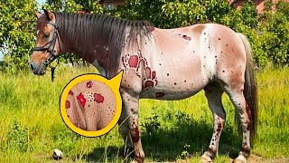 Farmer Finds Strange Spots on Horse Overnight Vet’s Discovery Will Shock You [upl. by Yeldud]