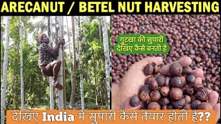 देखिए सुपारी कैसे बनता है 😳How Betel Nut Made For Paan Masala😳  betelnut supari सुपारी [upl. by Lekcar]