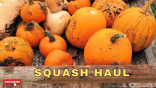 The great squash haul of 2024 squash garden haul homestead [upl. by Chic]