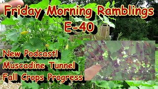 My New Podcast Ginger Growth Fall Garden Progress Muscadine Trellis FM Gardening Ramblings E40 [upl. by Leif108]