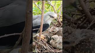 Amazing Hawk Nest birds birdhome eagle hawk nature birdnest [upl. by Santiago]