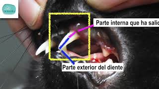 Estomatitis felina y caries  Animalia Barcelona [upl. by Whetstone]