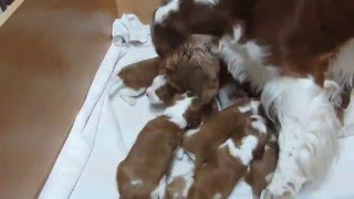 Jade´s Welsh springer spaniel puppies [upl. by Htenaj]