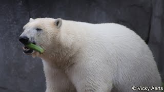 Isbjørn Polar Bears  Copenhagen Zoo 2022 [upl. by Ainegue]