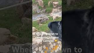 Kynance cove viewing point 🤩🏖️shortsvideo shorts cornwalllife wheelchairadventures travel [upl. by Franni]