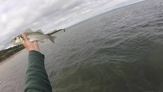 Saltwater fly fishing for bass on Anglesey [upl. by Acnaib591]