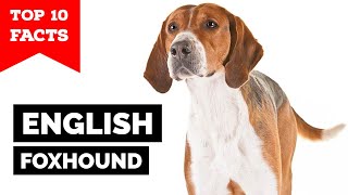 English Foxhound  Top 10 Facts [upl. by Trant]