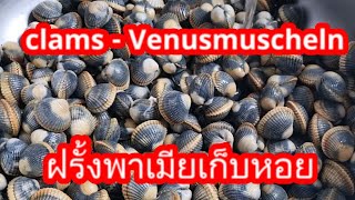 ฝรั่งพาเมียเก็บหอย เทคนิคเก็บหอยแครง เทคนิคล้างหอยให้ทรายออกหมด Venusmuscheln sammeln [upl. by Dorr519]