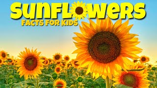 Cool Facts About Sunflowers 🌼 Educational Lessons for Kids [upl. by Lorou535]