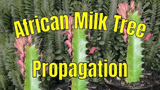 African Milk Tree Propagation  How to get your cutting and root it in soil successfully [upl. by Aerbua]