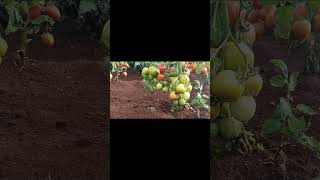 Vuna Hybrid Tomato Malkia F1 seeds shortsfeed shortsyoutube shortsvideos [upl. by Yekciv]