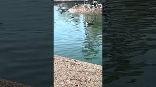 I’m at a Santa Maria California park of ducks and geese with my zoom iq6 microphone asmr nature [upl. by Ainollopa]