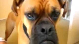 TALKING DOG OSCAR THE BOXER [upl. by Nnad]