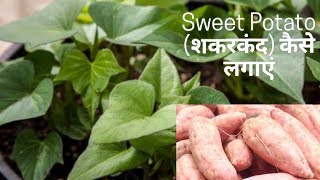 शकरकंद  गंजी कैसे लगाएं  How to grow Sweet Potato successfully [upl. by Muldon124]