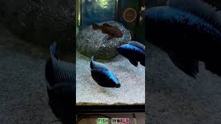 Blue peacock Cichiled cichlid aquariumfish fish fishaquarium freshwaterfish [upl. by Amend]