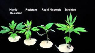 Glyphosate SOA 9 Sensitive vs Resistant Giant Ragweed 2 [upl. by Eekcaj]