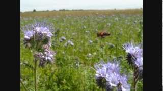 Pszczoły Facelia błękitna Bees Lacy phacelia [upl. by Lasorella]