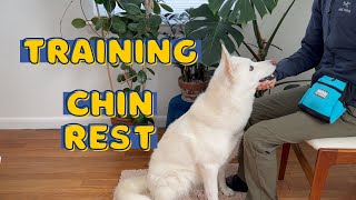 How to Train a Chin Rest  Dog Training [upl. by Fortin954]