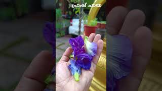 Healthy tea നീലവയലറ്റ്blue tea from fresh butterfly pea flower ശംഖുപുഷ്പംgardening herbal [upl. by Yenhoj]