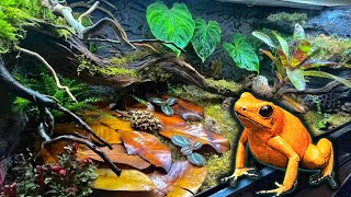 Poison Dart Frog Bioactive Vivarium Build Step By Step Terribilis [upl. by Enined202]