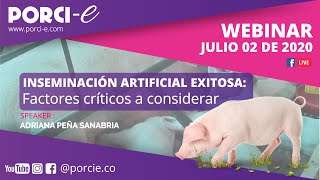 INSEMINACIÓN ARTIFICIAL EXITOSA Factores críticos a considerar  Porcie [upl. by Atik]