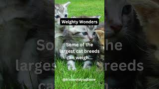 Weighty wonders catfact catlover short [upl. by Eskil]