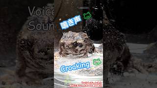 Voice Sound Mania Croaking 『声。音マニア。鳴き声。』The rain frog アメフクラガエル🐸 Prince Akubi あくび王子👑♪ Akubi [upl. by Lleruj295]