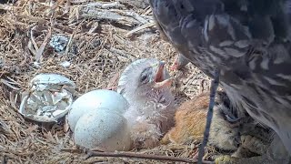 Hatchling Hawks First Meal Big Red Feeds Chipmunk To Chick At Cornell Hawks Nest – April 25 2024 [upl. by Penrod]