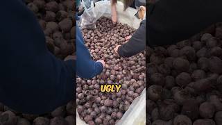 What is ‘Ugly Potato Day’ potatoes [upl. by Harri]