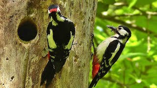 Great Spotted Woodpecker and Chicks 2018 [upl. by Oam]