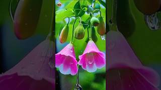 Stunning Flower Gardens A Beautiful Journey Through Natures Colors  shorts [upl. by Aerbas]