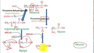 Catabolism Of threonine to pyruvate and succinate to glucose fasting state metabolism 3 [upl. by Atinram862]