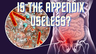 Why do you have an Appendix if you can live without it [upl. by Saundra]